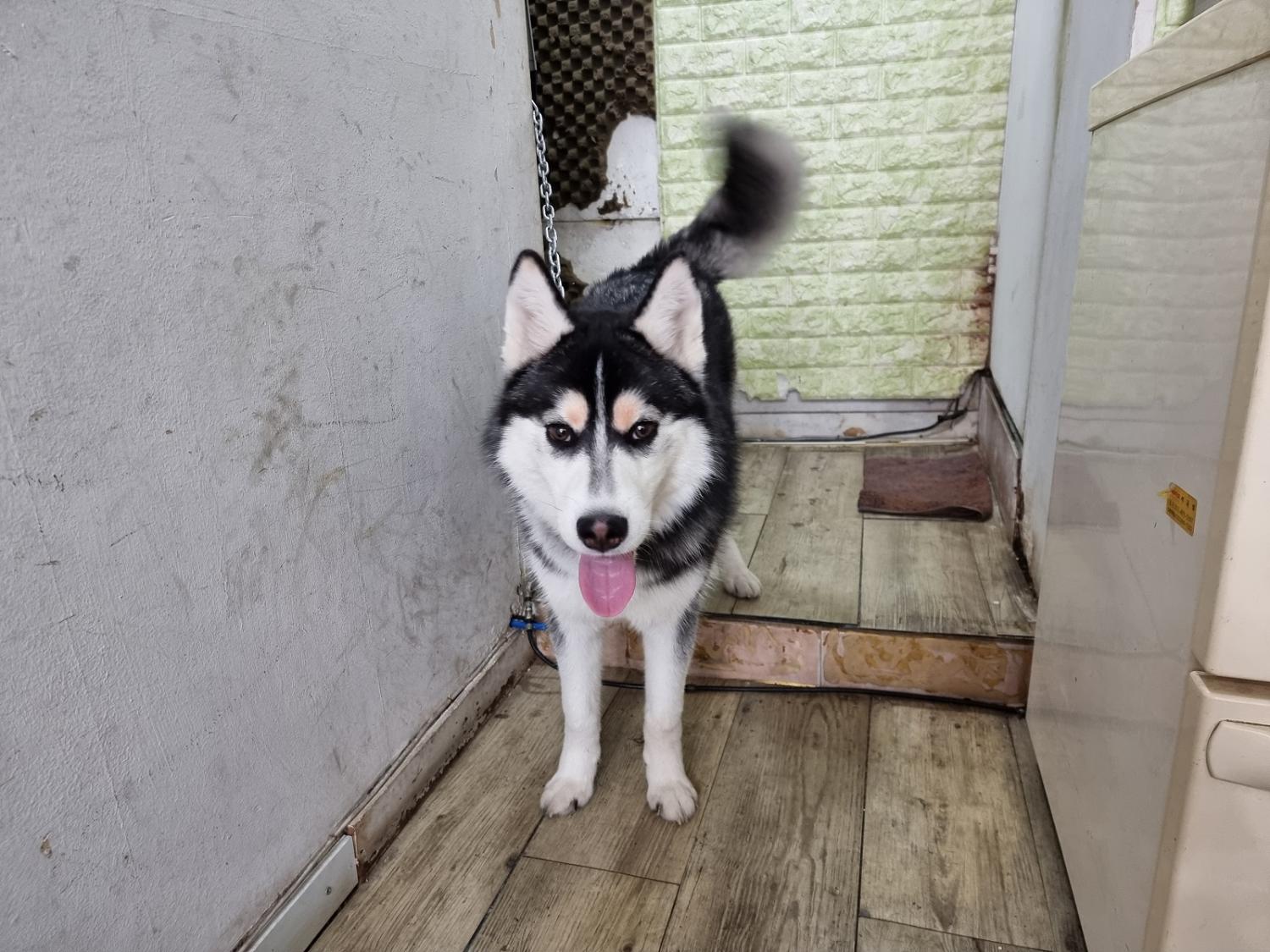 종료(입양) 시베리…